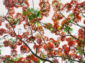 《热血三国志：全员集结》Switch版12月日本发售