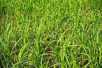 《勒芒终极版》公布Vanwall Vandervell 680截图